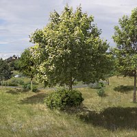 Gedling Cemetery & Crematorium